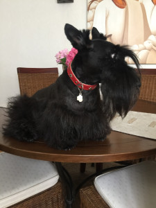 Photo de galerie - Mon chien 