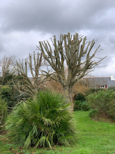Photo de galerie - Elagage et coupe d'arbres