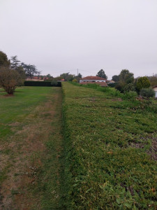 Photo de galerie - Taille de haies et d'arbustes