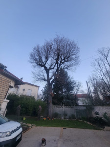 Photo de galerie - Taille au ancienne coupe d’un chêne  (Avant)