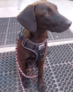 Photo de galerie - Garde chien