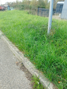 Photo de galerie - Tonte de pelouse - Débroussaillage