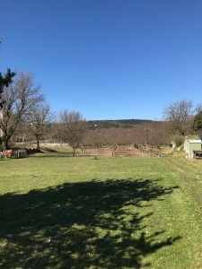 Photo de galerie - Tonte de pelouse - Débroussaillage