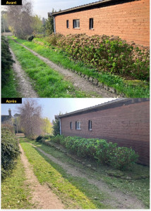 Photo de galerie - Débroussaillage chemin et abords, taille des hortensias 
