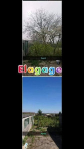 Photo de galerie - Elagage et coupe d'arbres