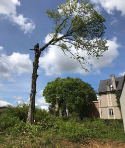 Photo de galerie - Démontage d'un arbre par intervention manuel.