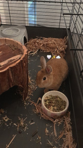 Photo de galerie - Garde de pinpin