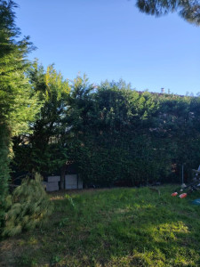 Photo de galerie - Taille de haies et d'arbustes