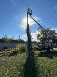 Photo de galerie - Elagage et coupe d'arbres