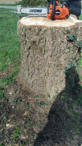 Photo de galerie - Abatage sapin 