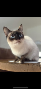 Photo de galerie - Poppy