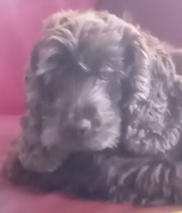 Photo de galerie - Dogsitting 