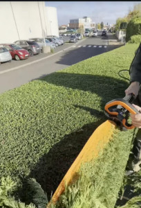 Photo de galerie - élagage et coupé d'arbres 