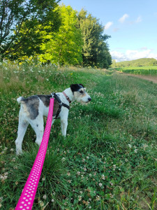 Photo de galerie - Promenade à côté de la maison