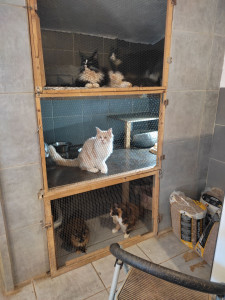 Photo de galerie - Garde chat