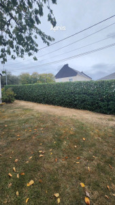 Photo de galerie - Taille de haies et d'arbustes