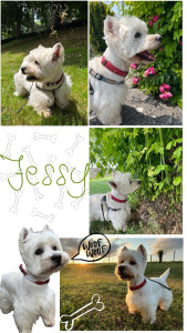Photo de galerie - Voici Jessy, un petit chien trop mignon et super calme dont je me suis occupée pendant quelques jours. 