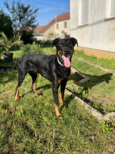 Photo de galerie - Pimkie est une beauceron de 4 ans à qui je rend visite pour la nourrir, jouer et la papouiller pendant l’absence de ses maîtres 