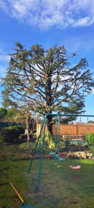 Photo de galerie - Elagage et coupe d'arbres