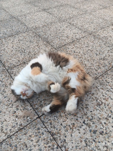 Photo de galerie - Chacha en VAD