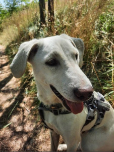 Photo de galerie - Un amour ce chien il a le smile 