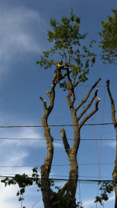 Photo de galerie - Abattage par demontage d'un chenes de 20 metres au dessus de lignes electrique