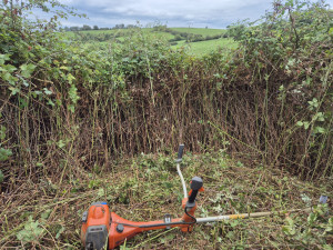 Photo de galerie - Nettoyage de roncier