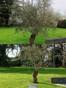 Photo de galerie - Eclaircissage d'olivier 