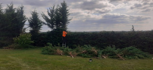 Photo de galerie - Taille de haies