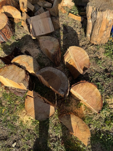 Photo de galerie - Coupe d’arbres 