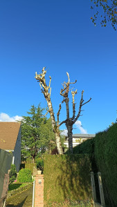 Photo de galerie - Elagage et coupe d'arbres