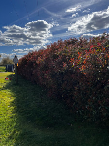 Photo de galerie - Taille de 25m de photinia avant 
