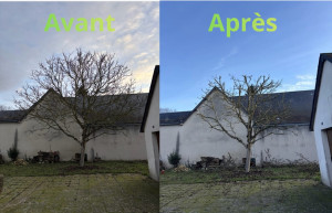 Photo de galerie - Taille de réductions d’un noyer