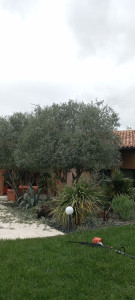 Photo de galerie - Après taillage d'un olivier