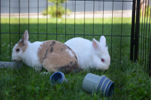 Photo de galerie - Garde de lapins 