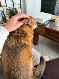 Photo de galerie - Garde chien