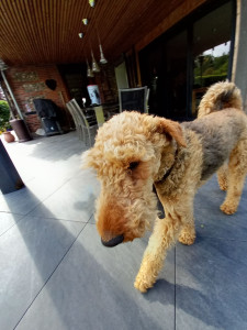 Photo de galerie - Garde chien