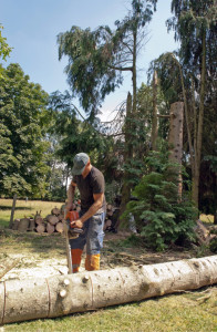 Photo de galerie - Elagage et coupe d'arbres