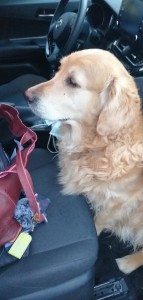 Photo de galerie - Golda