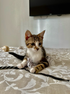 Photo de galerie - Garde chat