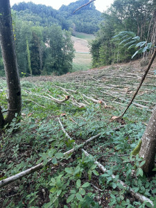 Photo de galerie - Abattage 