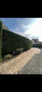 Photo de galerie - Taille de haies et d'arbustes