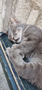 Photo de galerie - Prise de soin des chats au refuge des chats