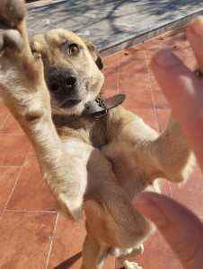 Photo de galerie - Je pourrais aussi sortir ou garder votre chien!