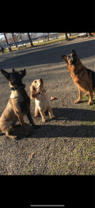 Photo de galerie - Garde chien