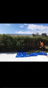 Photo de galerie - Taille de haie 