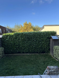 Photo de galerie - Taille de haies et d'arbustes