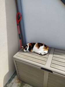 Photo de galerie - Mon chat sirène