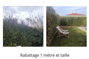 Photo de galerie - Rabattage 1 mètre et taille