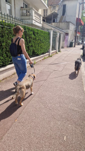 Photo de galerie - Promenade des chiens 